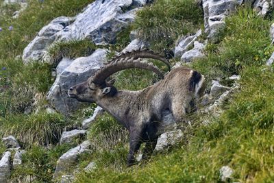Side view of animals in forest