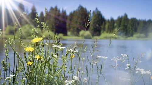 Scenic view of flowering plants on land against sky