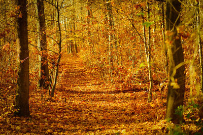 View of trees in forest