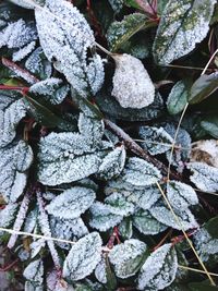 Close-up of frozen plant