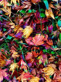 Close-up of fallen maple leaves