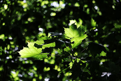 Close-up of green leaves on plant