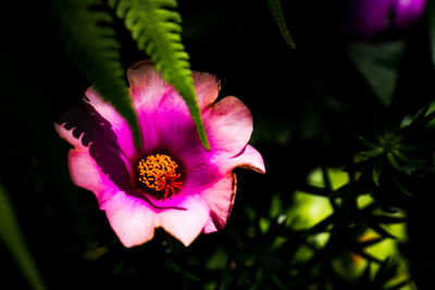 Close-up of pink flower blooming outdoors
