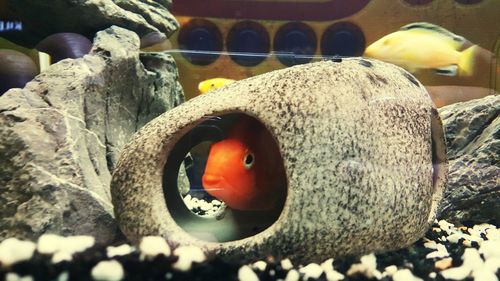 Close-up of fish swimming in aquarium