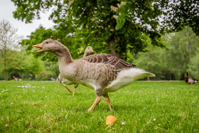 Side view of a bird on field