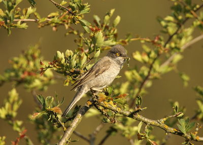 Close-up of bird perching on tree