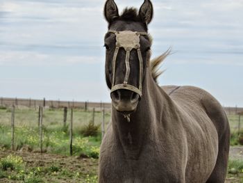 Close-up of horse standing on field against sky