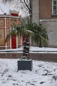 Plants on snow covered tree in front of building