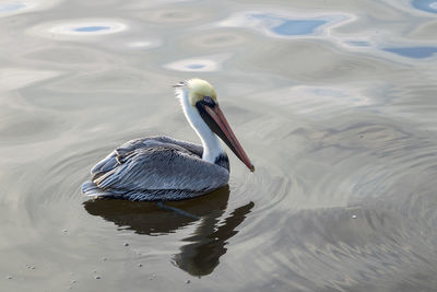 Lone pelican floating in water with beautiful reflection