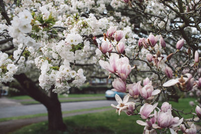 Close-up of cherry blossoms in spring