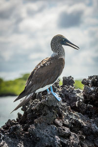 Blue-footed booby perching on rock