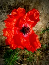 Close-up of red flower