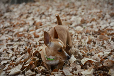 Close-up of dog on field during autumn