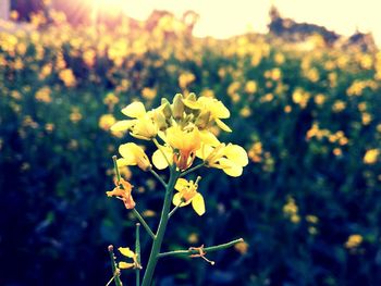 Close-up of insect on yellow flowers