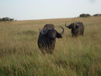 Cow grazing on grassy field