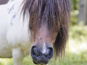 Close-up portrait of a horse