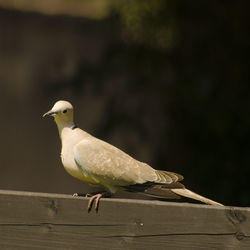 Close-up of bird perching on wood