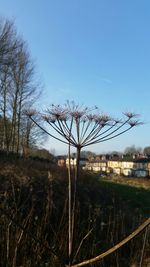 Bare trees on field against clear sky