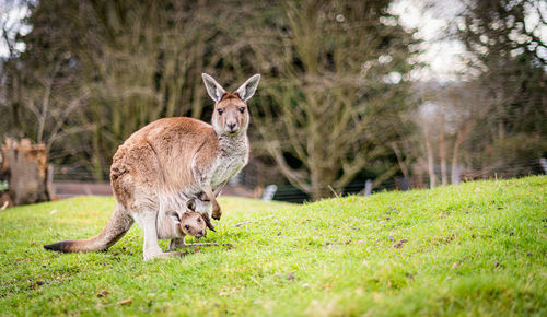 Female western grey kangaroo with joey in her pouch macropus fuliginosus melanops