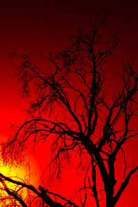 Low angle view of silhouette tree against sky at night