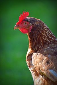 Close-up of a bird