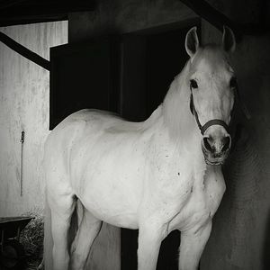 Portrait of horse standing in stable