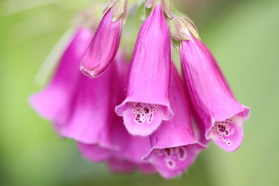 Close-up of pink rose flower