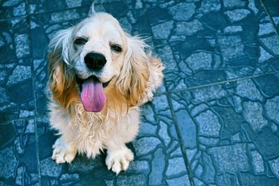 High angle portrait of american cocker spaniel sticking out tongue while sitting indoors