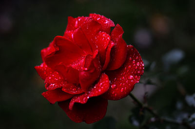 Close-up of wet red rose