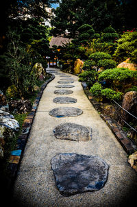 View of trees along road