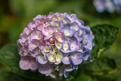 Close-up of purple hydrangea flowers