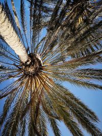 Low angle view of palm tree against clear sky