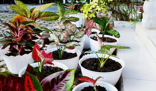 High angle view of potted plants