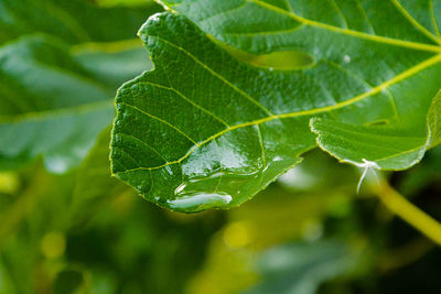 Close-up of green leaves