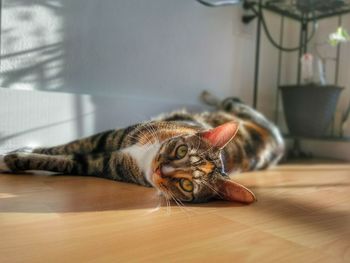 Portrait of a cat lying on floor