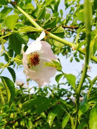 Close-up of white flowering plant