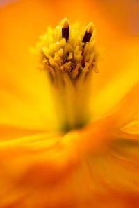 Extreme close-up of yellow flower