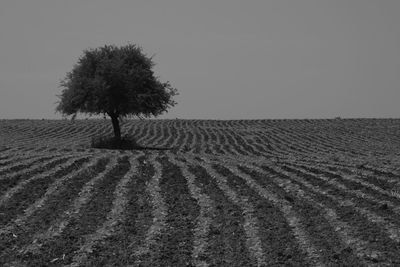 Trees on field against clear sky