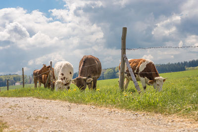 Cows on field against sky