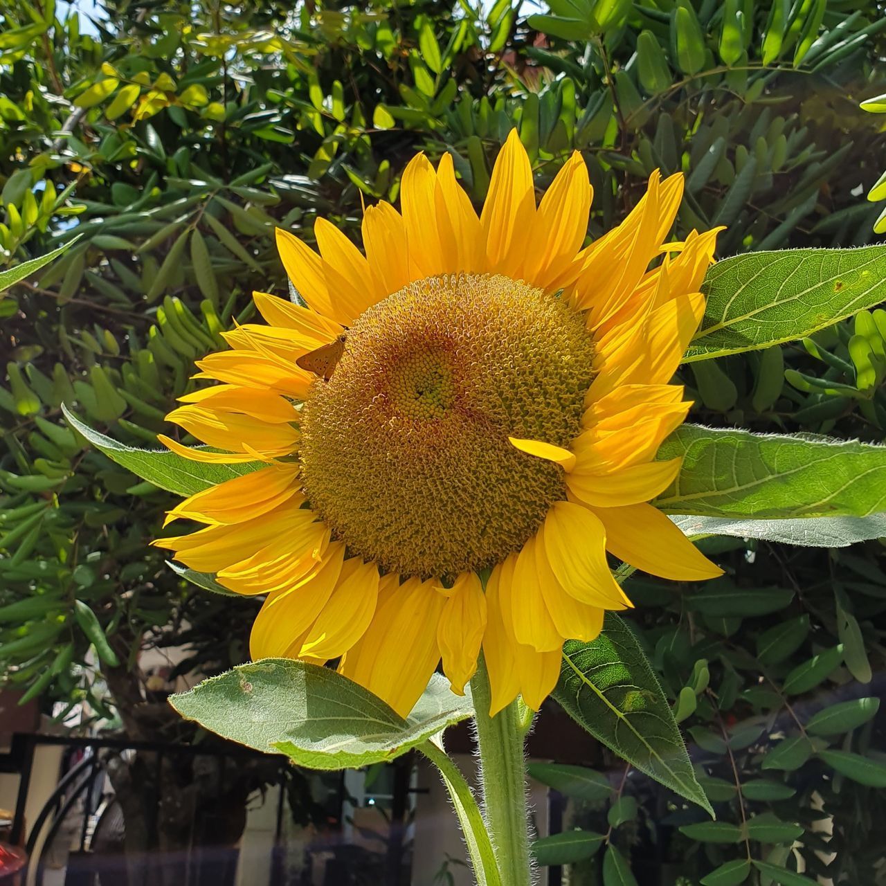 CLOSE-UP OF FRESH SUNFLOWER