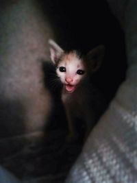 Close-up portrait of cat