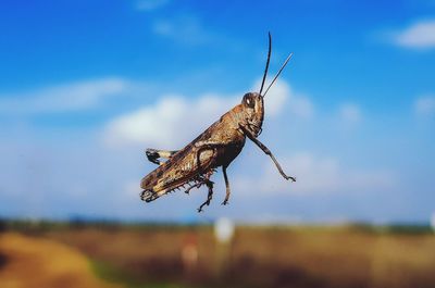 Close-up of insect against blue sky