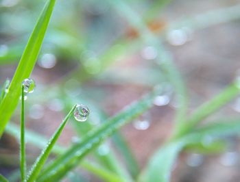 Close-up of raindrops on grass