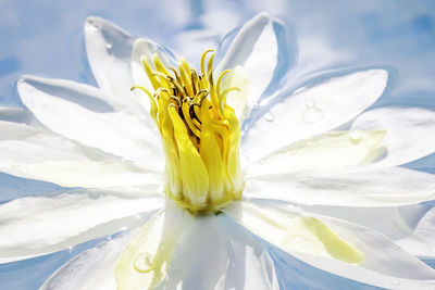 Close-up of white flower