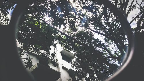 Low angle view of tree against sky