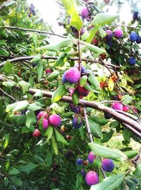 Purple flowers growing on tree