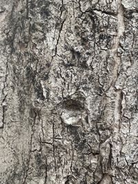 Full frame shot of tree trunk