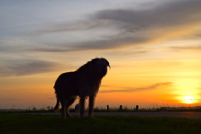 Horse standing on field during sunset