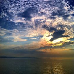 Bird flying over sea