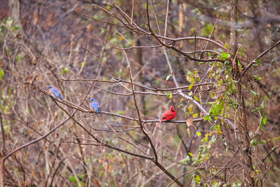 Bird perching on a tree